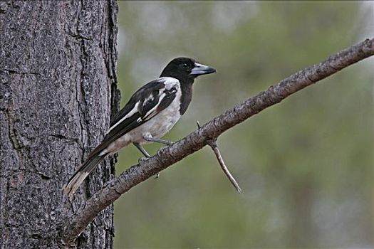 栖息,枝头,昆士兰,澳大利亚