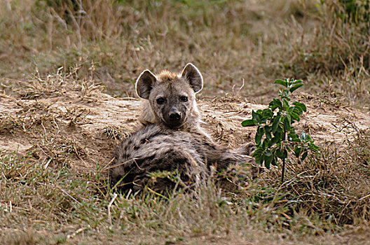 斑鬣狗,马赛马拉,肯尼亚