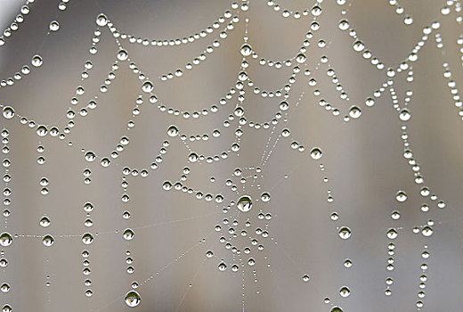 蜘蛛网,教会