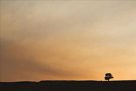 树,日落,亚利桑那,美国