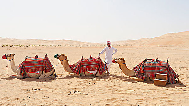 骆驼,训练者,空,区域,绿洲,阿布扎比,阿联酋