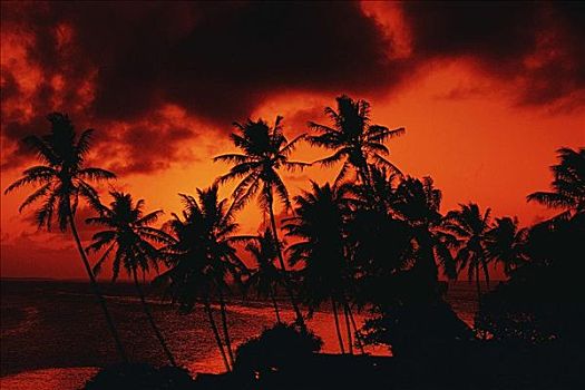 剪影,棕榈树,黄昏,马绍尔群岛