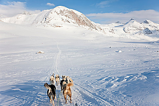 冬季风景,爱斯基摩犬,拉拽,雪橇