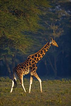 罗特希尔德长颈鹿,第一,白天,纳库鲁湖,国家公园,肯尼亚,东非