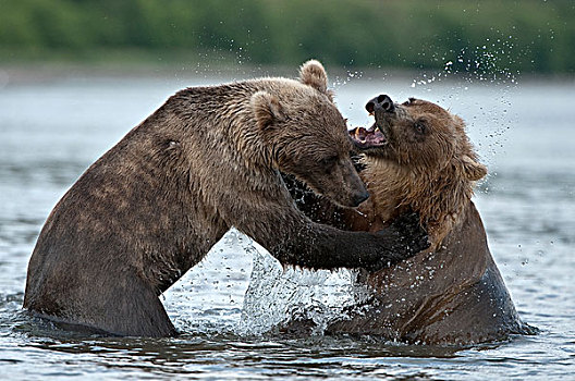 棕熊,一对,争斗,堪察加半岛,俄罗斯