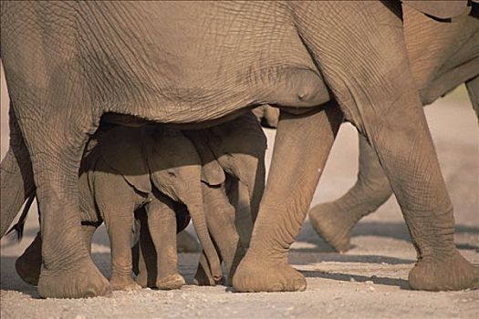 非洲象,幼兽,走,荫凉,东非