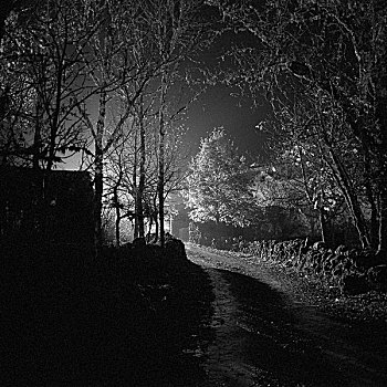树,排列,小路,夜晚,法国,2008年