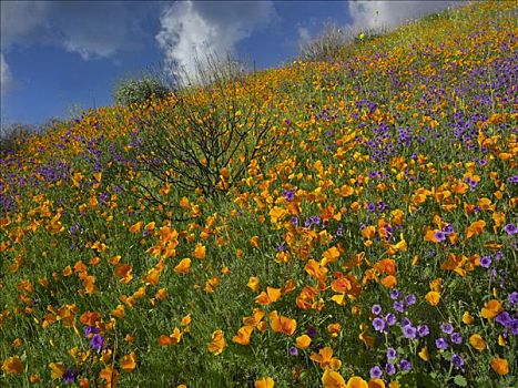 花菱草,荒芜,野风信子,地毯,春天,山坡,加利福尼亚