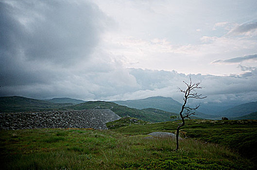 树,风景