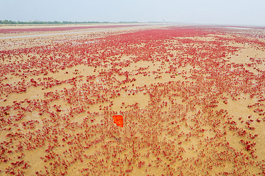 航拍东营红滩湿地滨海公园