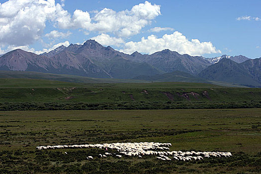 甘肃张掖山丹军马场夏季的风景