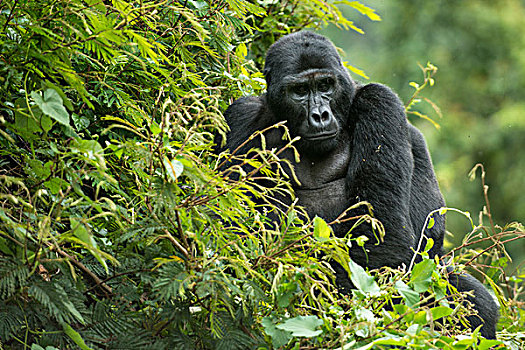山地大猩猩,大猩猩,雄性,国家公园,乌干达,非洲