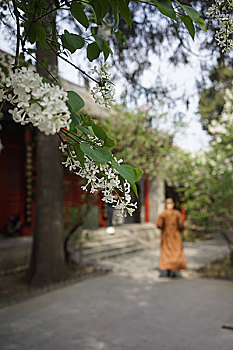 北京法源寺丁香