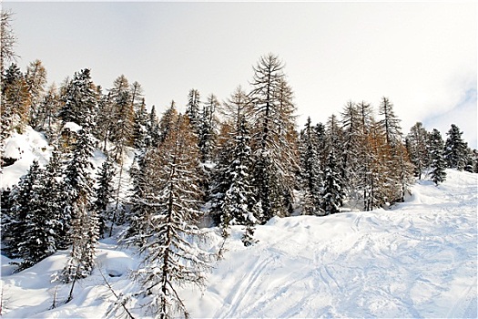 滑雪道,雪中,树林,山,白云岩,意大利
