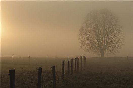 草场,栅栏,树,早晨,薄雾,巴伐利亚,德国