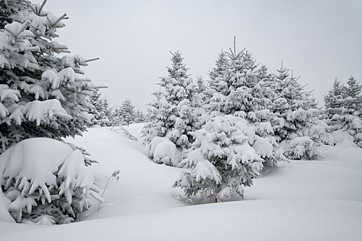 林海雪原中的雾凇