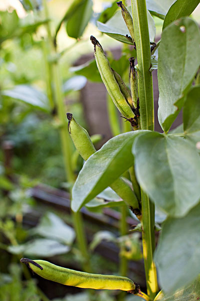 罗汉豆植物图片