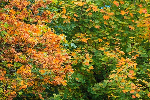 秋天,树,黄色,橙叶,自然,背景