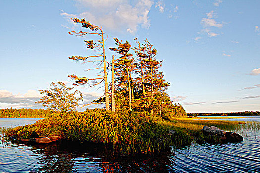 树,岛屿,湖,新斯科舍省,加拿大
