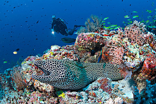 潜水,饰带,海鳗,裸胸鳝属,珊瑚礁,马尔代夫,亚洲