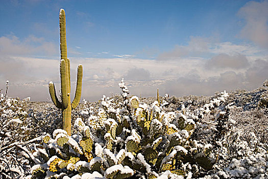 树形仙人掌,巨人柱仙人掌,仙人掌,雪中,萨瓜罗国家公园,图森,亚利桑那