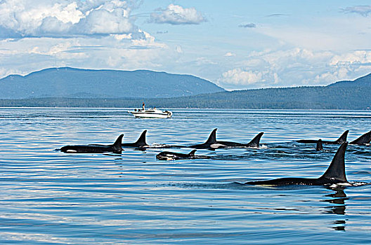 南方,逆戟鲸,靠近,岛屿,加拿大