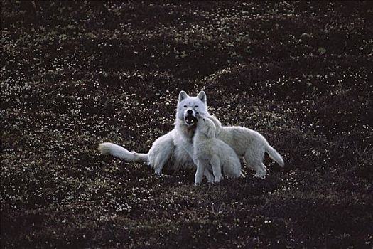 北极狼,狼,幼仔,请求,食物,父母,艾利斯摩尔岛,加拿大