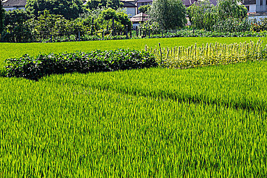 田园乡野