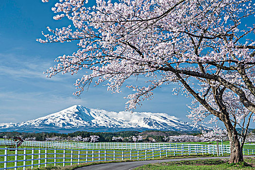 樱桃树,山,早晨