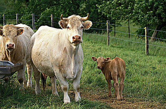 母牛,法国人,牛