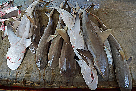 新鲜,抓住,鲨鱼,出售,鱼市,市场,维多利亚,马埃岛,塞舌尔,非洲