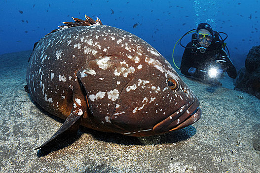 潜水,微暗,石斑鱼,马德拉岛,葡萄牙,欧洲