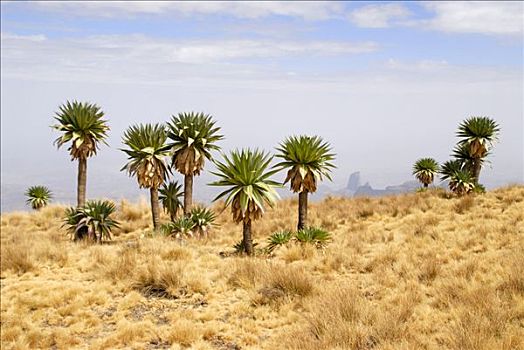 巨大,山梗莱属植物,宽,草,山景,靠近,山峦,国家公园,埃塞俄比亚