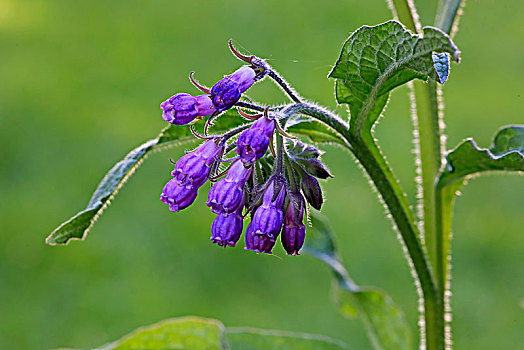 普通,紫草科植物,聚合草,花,德国,欧洲