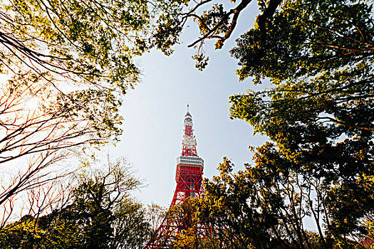 仰视,树,东京塔