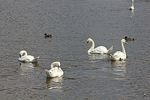 鸭子,白色,天鹅,成群,水塘