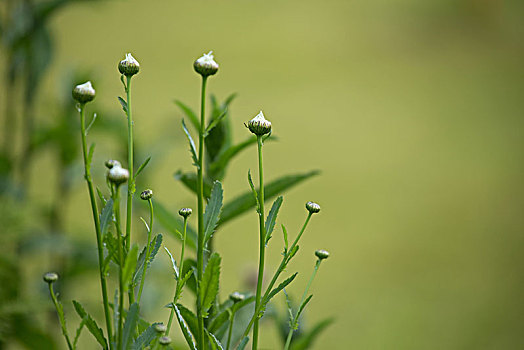 野花,芽,自然,绿色背景