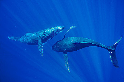驼背鲸,大翅鲸属,鲸鱼,互动,毛伊岛,夏威夷