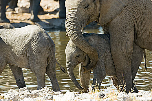 纳米比亚,露营,埃托沙国家公园,大象,非洲象,幼兽,水潭