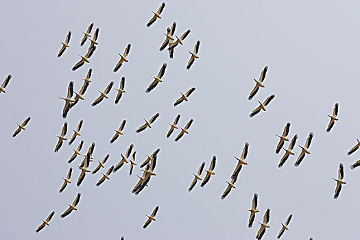 白鹈鹕,群,飞行,生物群,纳库鲁湖,肯尼亚