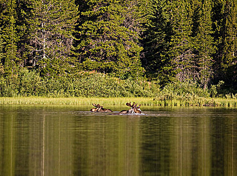 驼鹿,进食,湖,冰川国家公园,蒙大拿
