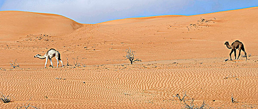 阿曼苏丹国,灰尘,瓦希伯沙漠,单峰骆驼