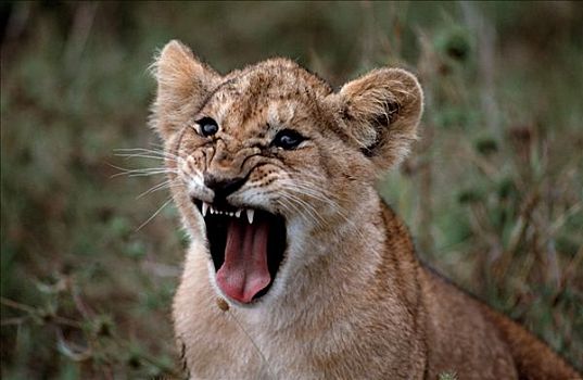 年轻,非洲狮,禁猎区,肯尼亚,狮子