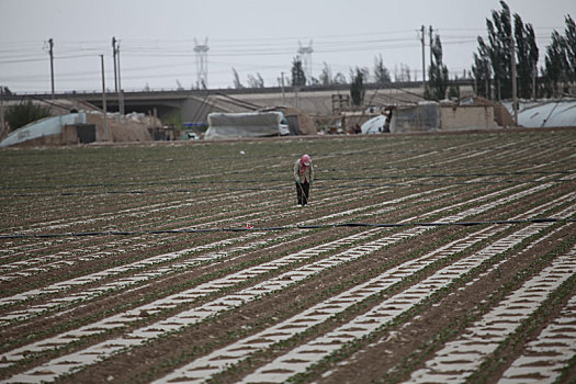 新疆哈密,立夏时节气温升,棉花出苗棉农忙