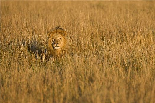 非洲狮,狮子,草,马赛马拉国家保护区,肯尼亚