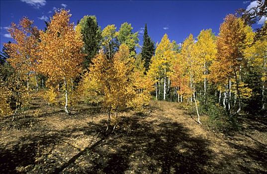 秋天,色彩,树林,山脉,犹他,美国