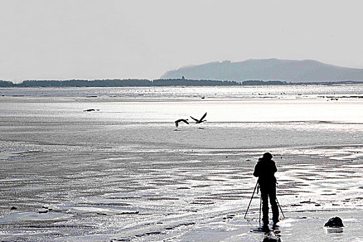 一名摄影师在拍摄两只白色的天鹅从湖面上起飞