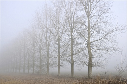树,行列,雾