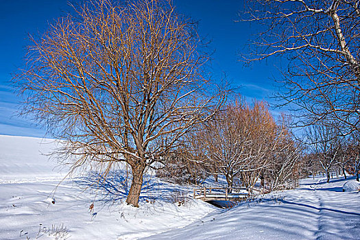 景色,冬天,图像,树,雪地,莫斯科,爱达荷