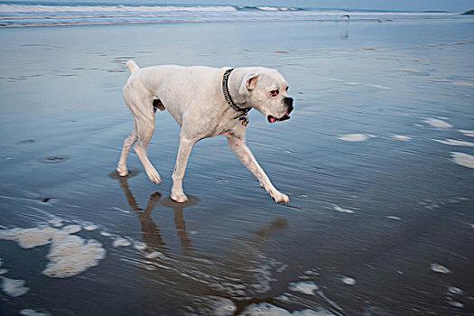 白色,拳师狗,海滩,侧视,看镜头,威尼斯海滩,加利福尼亚,美国